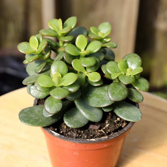 Jade mini plant