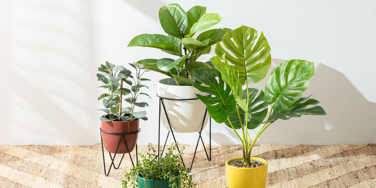 Indoor plants for oxygen